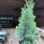 sa reflet a Рождество. дерево декоративное растение садоводство 