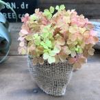  желтый ... осыпь oxalis ... лист .. симпатичный 