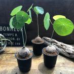 ステファニア エレクタ 塊根植物 多肉植物 ガーデニング