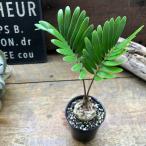 frolida-na The mia дорогой . корень растения декоративное растение интерьер 