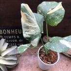 斑入りモンステラ 希少 立派な観葉植物