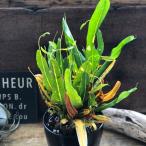 fijikaru летящий - скол лист черный тонн декоративное растение скол ... лист .. Uni -k. интерьер 