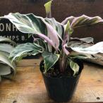 ホワイトフュージョン 希少 カラテア 斑入り 観葉植物
