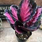 カラテア『 ピクツラータクリムゾン』 観葉植物