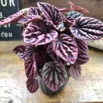 レッドルナペペロミアワインレッド観葉植物