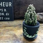 鉢つき セレウス　やまかる柱 電磁波サボテン  電磁波吸収してます