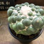 koli вентилятор ta слоновая кость круг модный кактус ..