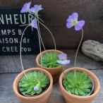  насекомое брать .s Mille еда насекомое растения много мясо цветок есть 