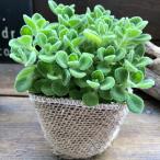  aroma TIKKA s herb mint. .. fragrance succulent plant 