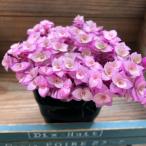 カリシアロザート 偏光ピンク 多肉植物