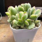 斑入りの熊童子 多肉植物 ガーデニング インテリア