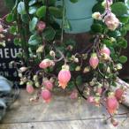 fifi подвешивание ниже каланхое суккулентное растение 