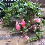 fifi3 номер каланхое суккулентное растение симпатичный bell цветок 