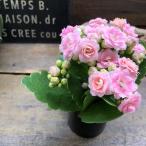 クララ 豪華なバラ咲き カランコエ 多肉植物