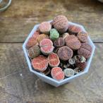 リトープス 可愛いもりもり 多肉植物