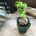 亀甲竜 特A品 希少 ハート型の葉っぱ 塊根植物 多肉植物