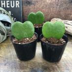  Heart Hoya 2.5 номер зеленый Hoya декоративное растение интерьер a