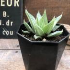 ホワイトゴースト ハオルチア 美しい 多肉植物