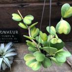  подвешивание ниже редкий средний .. ввод Heart Hoya Rav Rav Heart суккулентное растение интерьер садоводство 