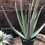 bela алоэ ..... эффект много суккулентное растение интерьер 