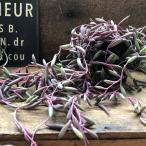  рубин колье 3 номер сидэ . вниз симпатичный суккулентное растение 