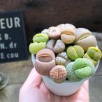 リトープス 2.5号 可愛いもりもり 多肉植物