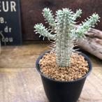  молоко to long белый береза жираф You fo рубин a. лист делать суккулентное растение белый ..... интерьер много мясо ....