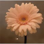 CD/花は咲くプロジェクト/花は咲く (通常盤)