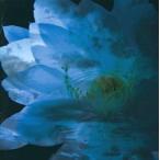 中古邦楽CD オムニバス / LUNA SEA MEMORIAL COVER ALBUM -Re：birth-