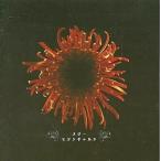 中古邦楽インディーズCD メリー / モダンギャルド