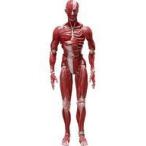 ショッピングfigma 中古フィギュア figma 人体模型