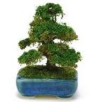 中古小物(キャラクター) 角鉢松(紺) 「1/12 ミニチュア盆栽 THE BONSAI」