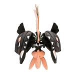中古ぬいぐるみ 黒いカプ・コケコ ぬいぐるみ 「ポケットモンスター サン・ムーン」 ポケモンセンター限定