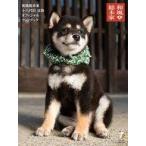 中古サブカルチャー ≪写真集≫ 和風総本家 十八代目 豆助 オフィシャル フォトブック