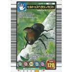 中古ムシキング 025：ヒルトゥスヘラヅノカブト