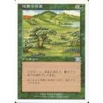 中古マジックザギャザリング 255/350[U]：【6ED】花盛りの夏/Summer Bloom