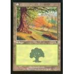 中古マジックザギャザリング 349/350[C]：【ODY】森/Forest
