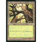 中古マジックザギャザリング [C]：森/Forest