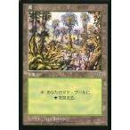 中古マジックザギャザリング [C]：【MIR】森/Forest