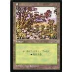 中古マジックザギャザリング [C]：【MIR】森/Forest
