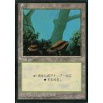 中古マジックザギャザリング [C]：【黒枠】森/Forest