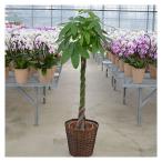 観葉植物 おしゃれ 選べる種類 10号鉢(140cm〜)宅配便での配送※北海道・沖縄除く パキラ 幸福の木 お祝い 開店 移転【ka10】