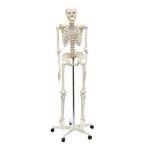 人体骨格模型 160cm