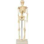 人体骨格模型 42cm