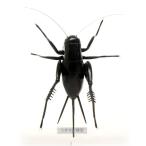  insect model koorogi