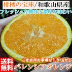 みかん 訳あり 1.５kg バレンシア バ