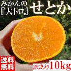 みかん せとか 10kg 訳あり 大特価 ブランド 和歌山県産 産直 オレンジ フルーツ 果物