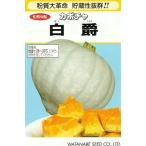  овощи семена белый кожа тыква [ белый .] 9 шарик ( Watanabe . вид место )[ включая доставку ]. расческа .. Haku shaku юг ..... тыква Heart форма чуть более мука качество . магазин . высота сахар раз огород 