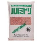  трава * сидераты семена lime gi[ Hal зеленый ] 1kg(ka кошка вид рассада )[ включая доставку ]. сырой lai пшеница .... чёрный пшеница Хромированный gi высшее . сырой вид 