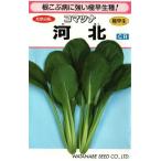 野菜種子 コマツナ「河北」 20ml（渡辺採種場）【送料